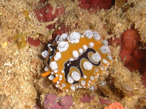 Il mondo sommerso delle Dahlac