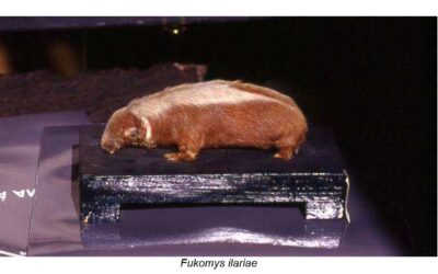 A new species of Somali mammal dedicated to Italian journalist